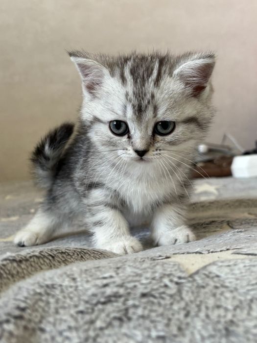 Продам шотландских котят, девочек