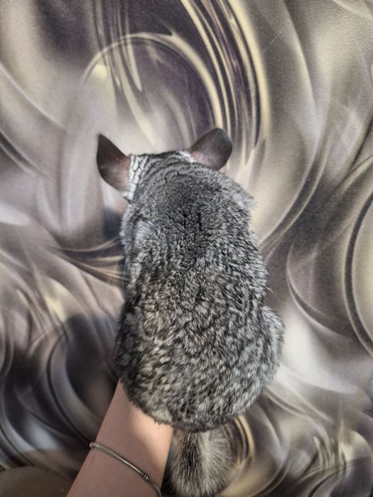 Продам шиншиллу (4 года)