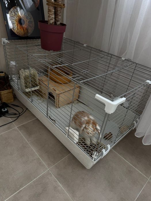 Декоративный кролик