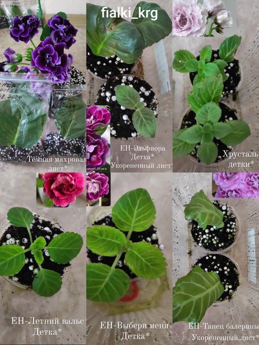 Глоксинии сортовые Комнатные растения