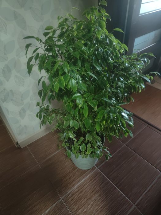Продам фикус Бенджамин