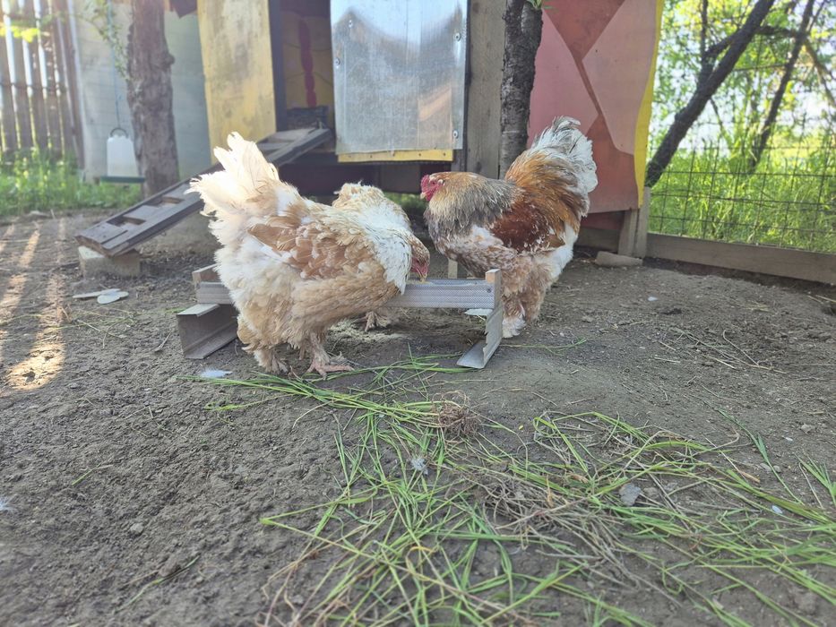 Gaini/familie  Brahma Portelan
