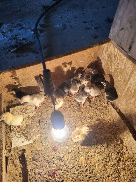 Сатамын дакан шожелер 3500 суточный