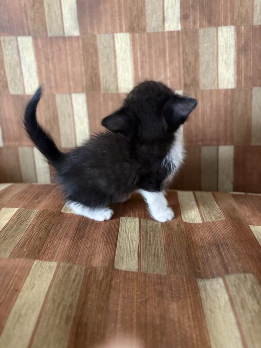 Котята 1,5 месаца