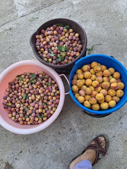 Алша өрік сатылады