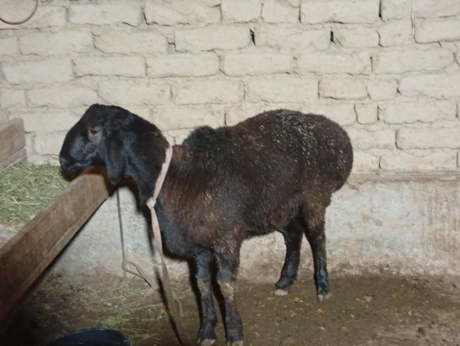 Қозы Қошқар урықтықа