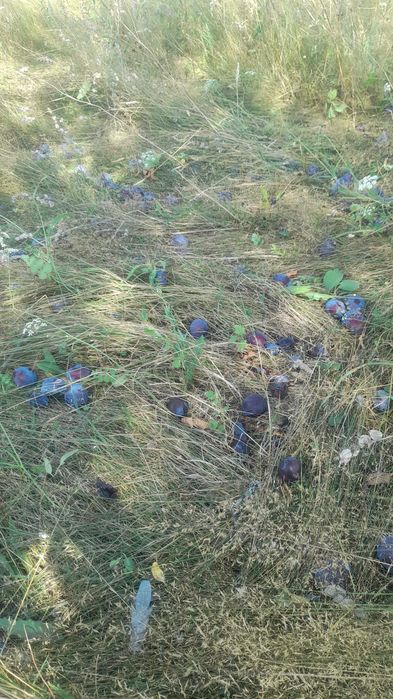 Vând prune de vânzare mai multe detaly la telefon