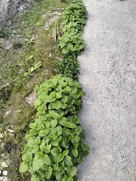 Продам Мяту  Мелисса.