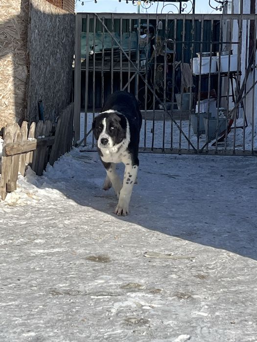 Девочка алабай с документами