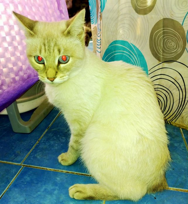 сиямский  кошка 3 жасар
