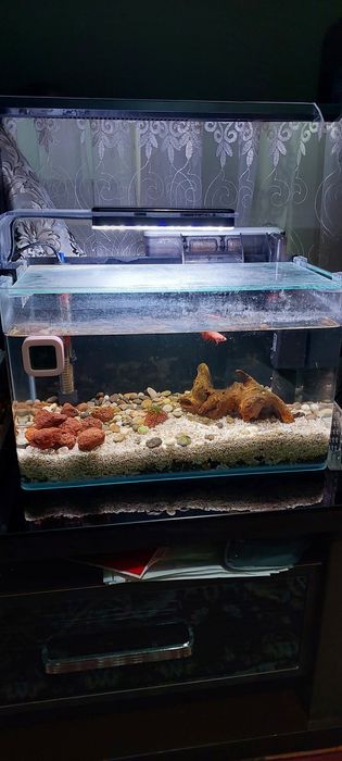 Китайский аквариум