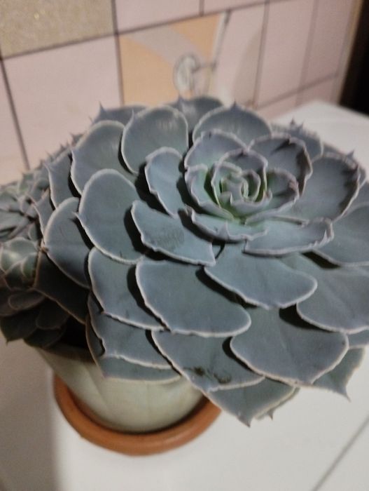 Каменная роза с детками