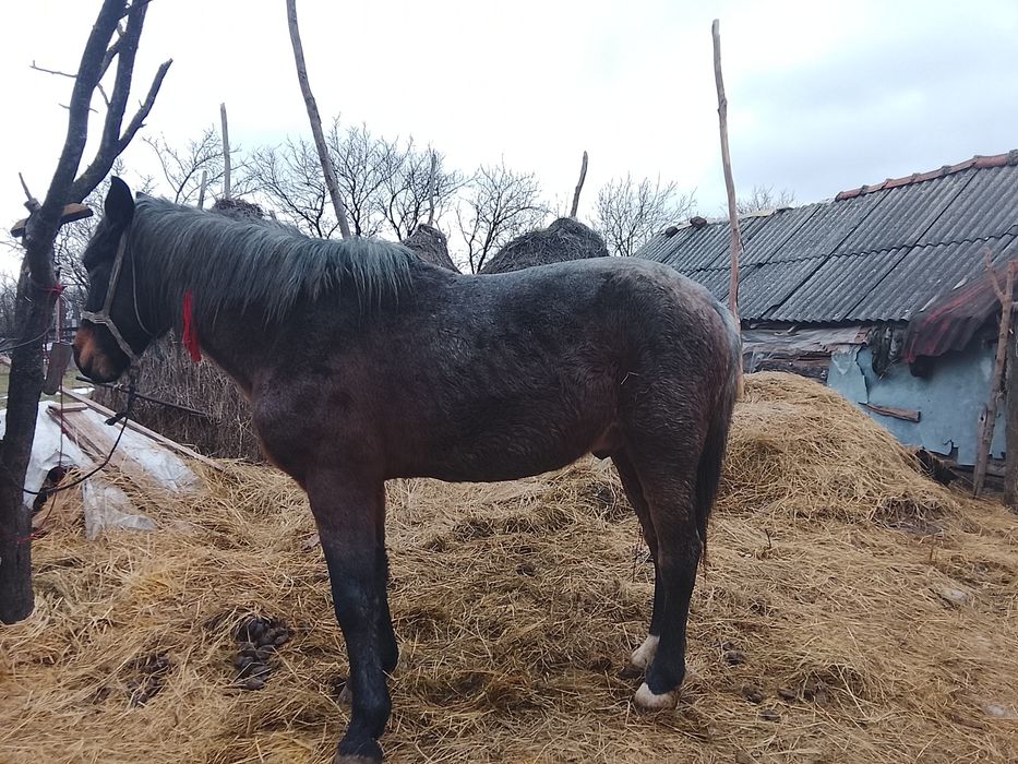 Vând cal de căruț