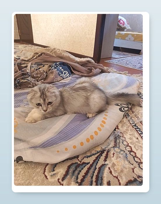Scottish fold seriy