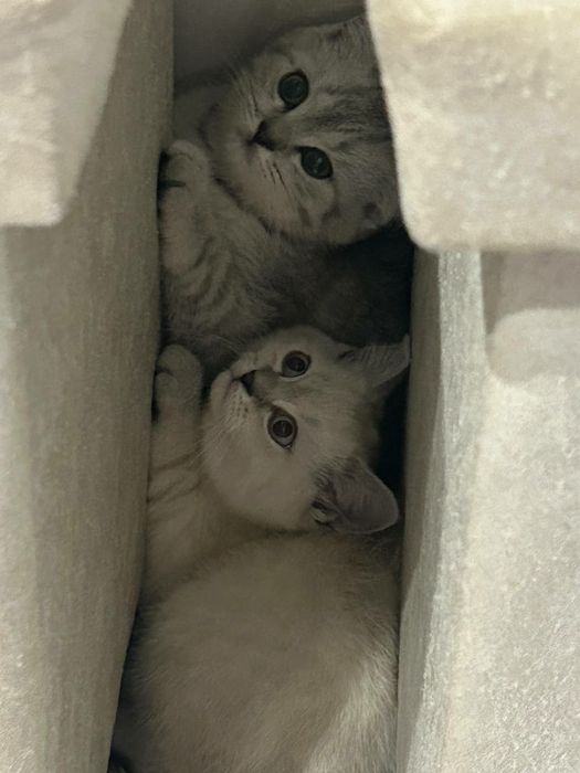 Котята Скоттиш-страйт (шотландская прямоухая)