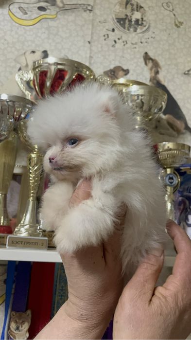 Шпиц девочка с документами