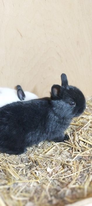 Mitti karlik quyonchala sotuvda 100 mindan