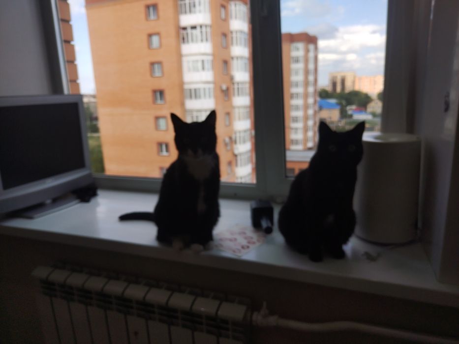 Отдам даром в хорошие руки