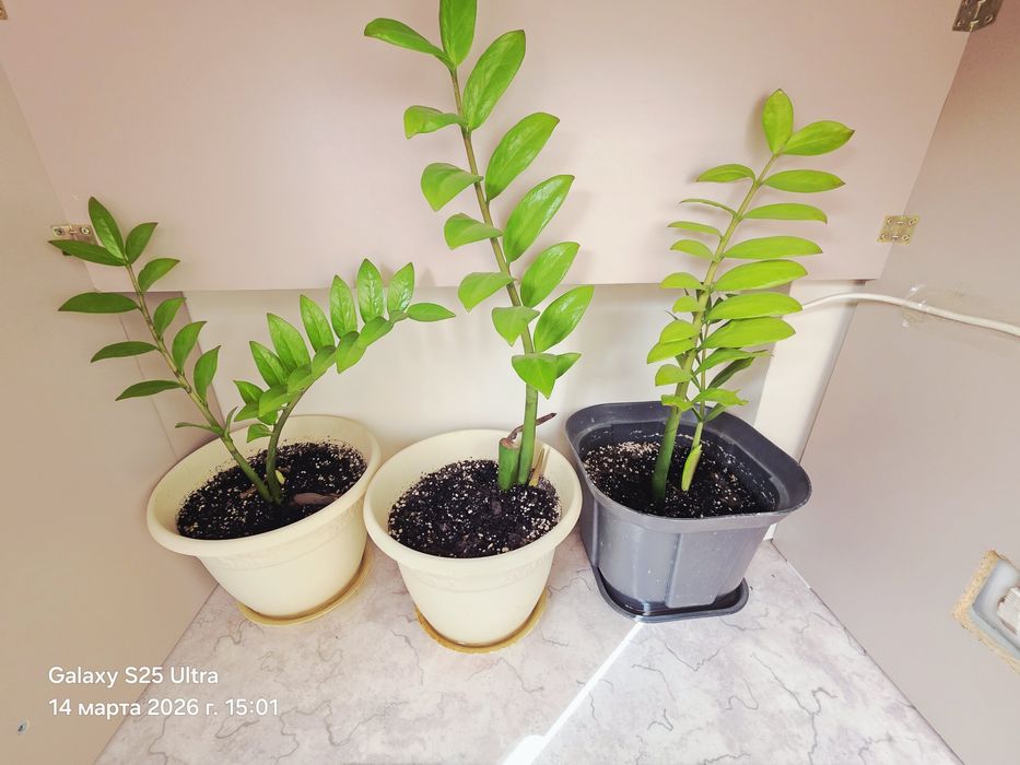 Цветы разные все аместе продаю