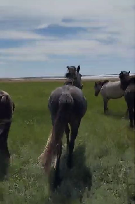 Жылқы еті|мясо канины