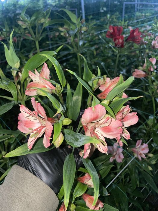 Корни альстромерии