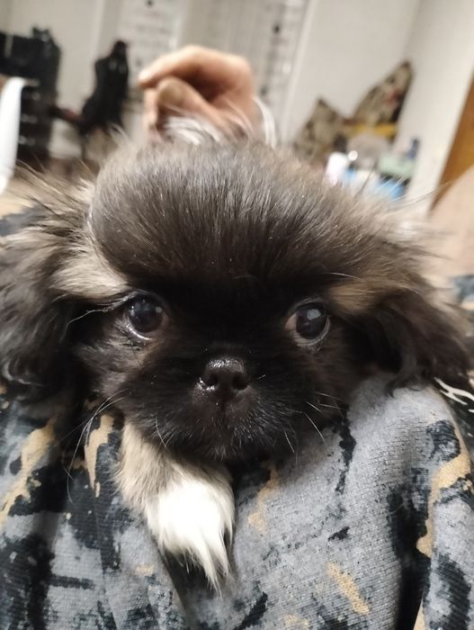 Продам щенков породы Пекинеса