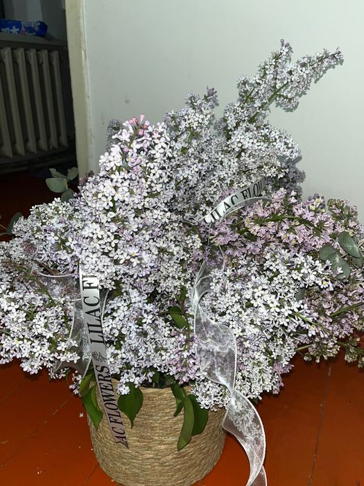 Гүл апрелская сирень