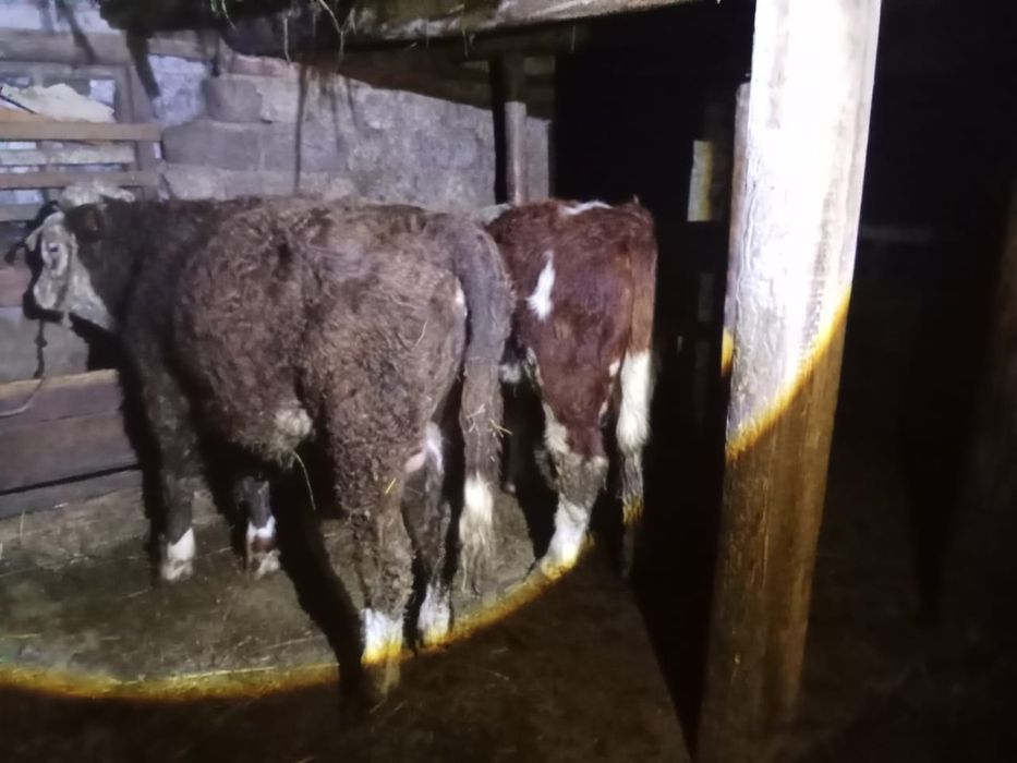 1 жасар бұқадар сатылады