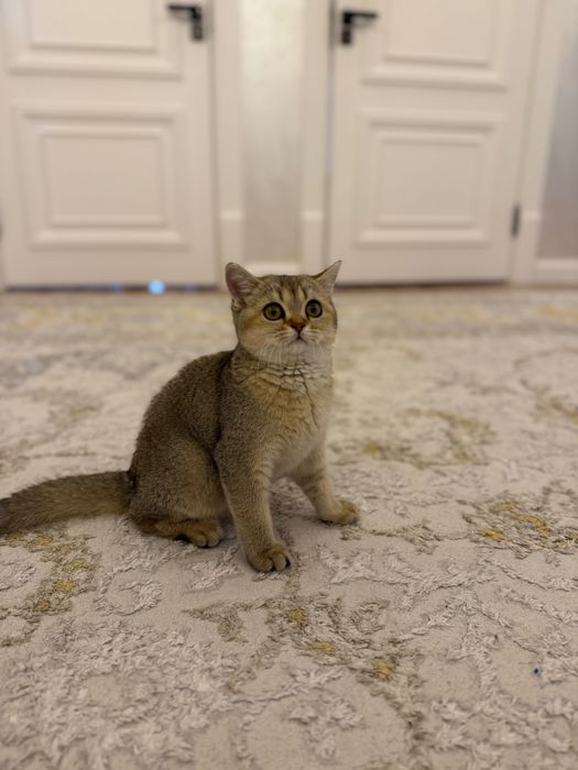 Чистокровная британская шиншилла