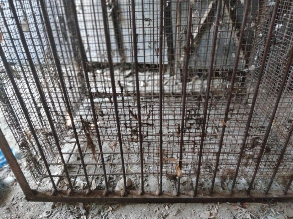 Сетка для цыплята