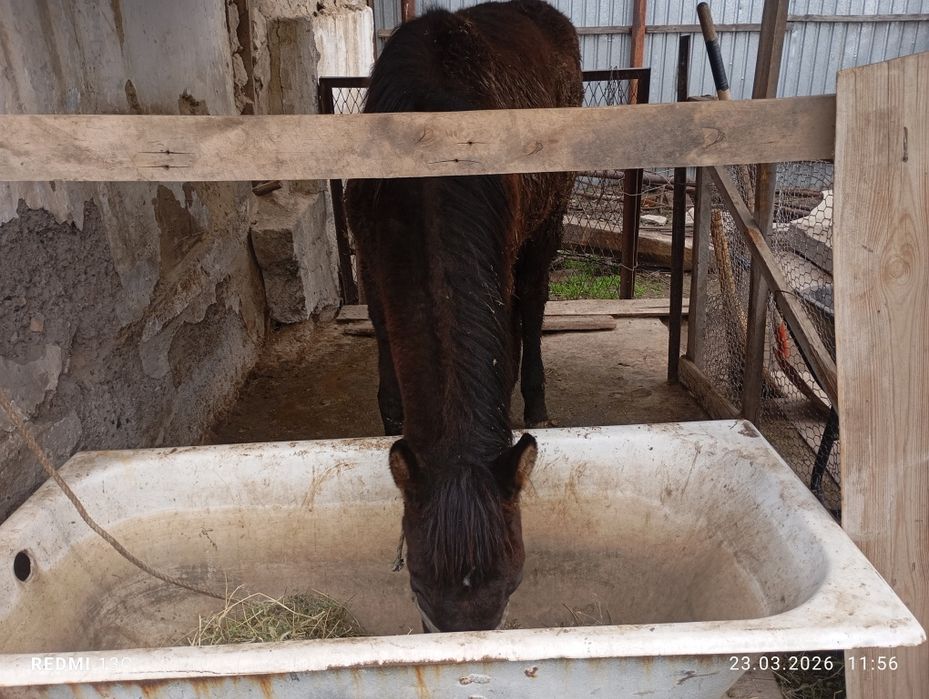 Тай сатылады 1 жасар.