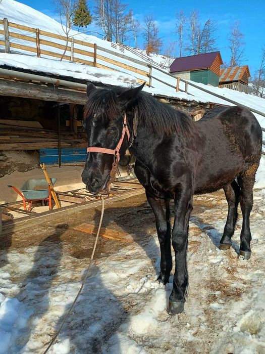 Vând mânz negru cuminte