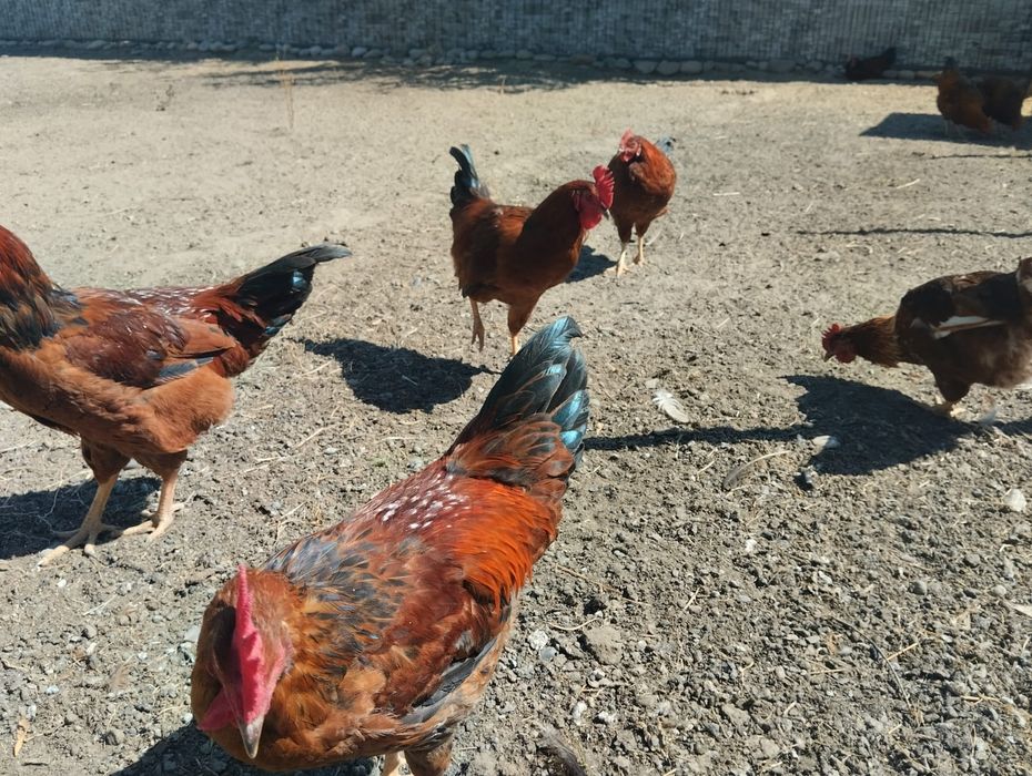 Продам чисто домашних кур на мясо