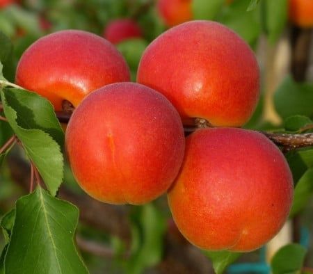 Pomi Fructiferi Străvechi Glia Strămoșească (Soiuri de CAIS)