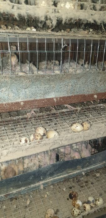 Перепела инкубаци,