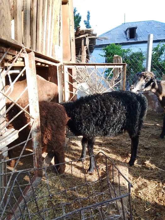 Қой қойлар саулық