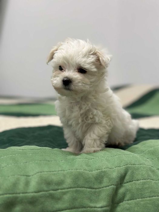 Bichon Mini Toy Alb