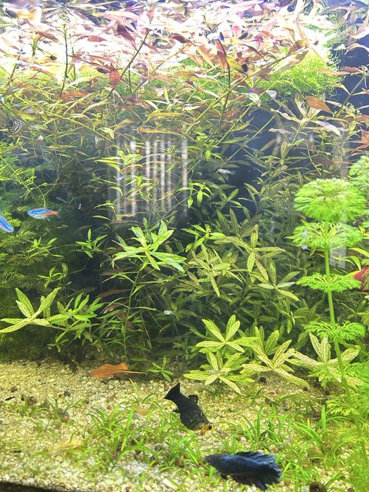 Продается аквариумные растения(Аквариум утлари сотилади)