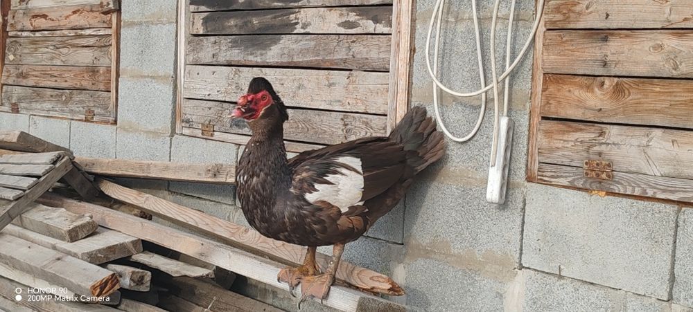 Продам домашних уток