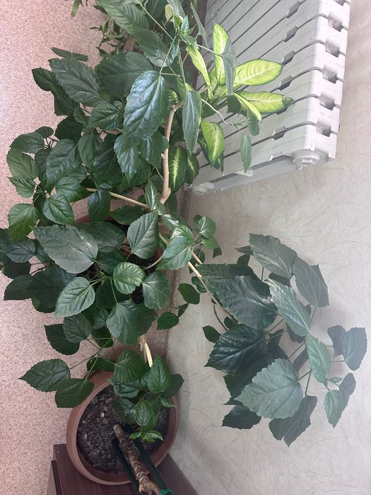 Цветы домашние или для офиса