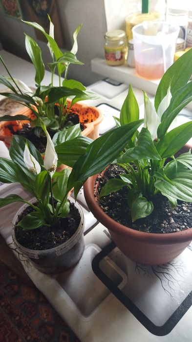 Продам  цветы недорого