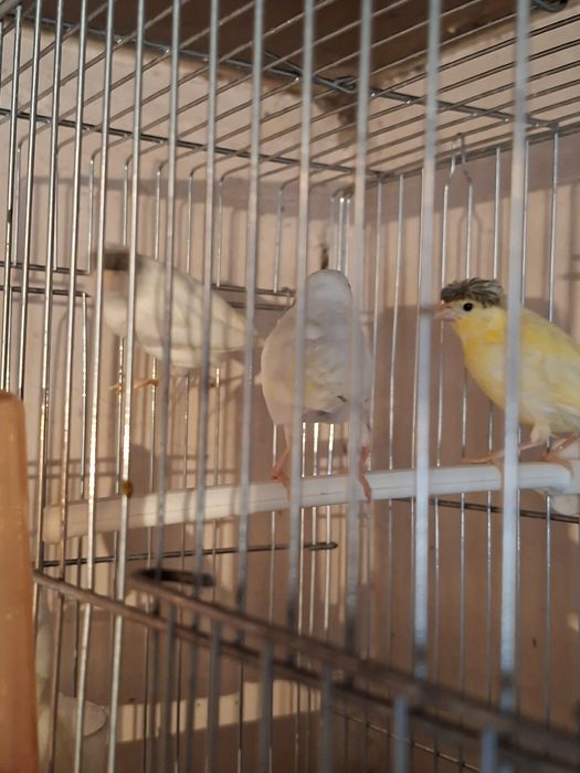 Птицы канарейки...