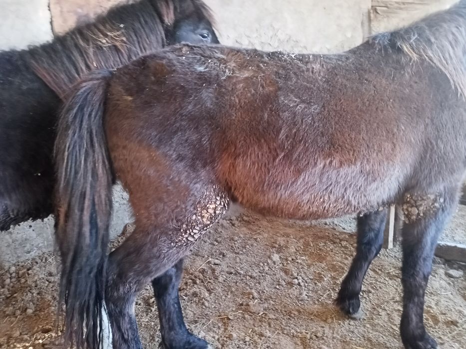 Продам лошади на откорме.