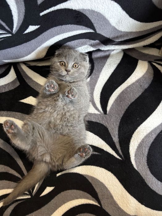 Pisica British Shorthair