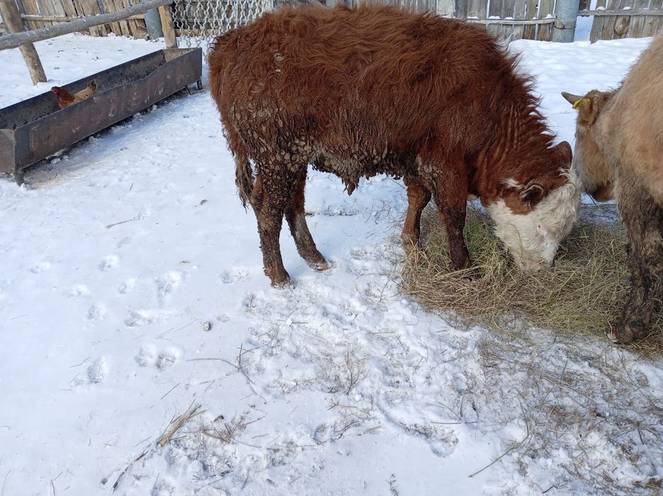 Продам бычка 420000