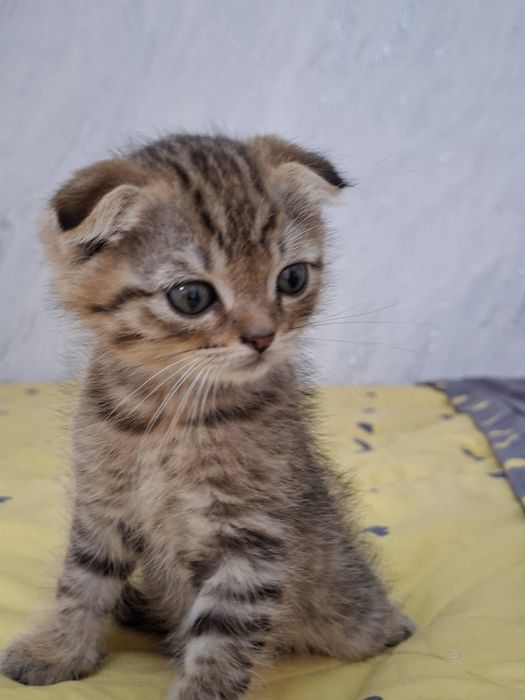 Zotdor mushuk sotiladi