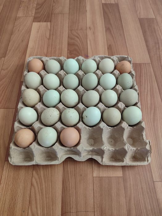 Инкубационное яицо