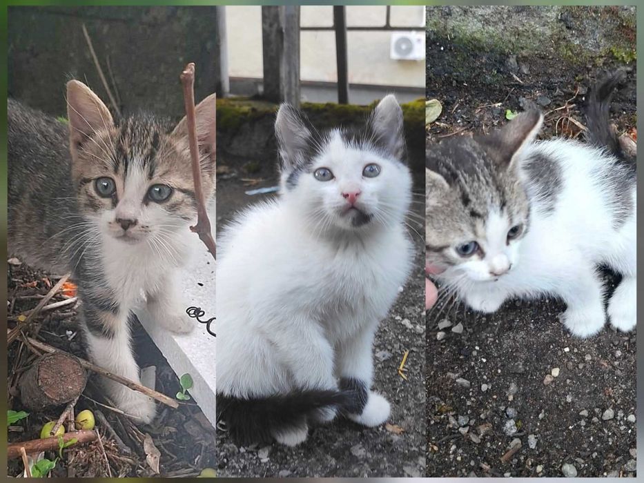 Котета търсят дом