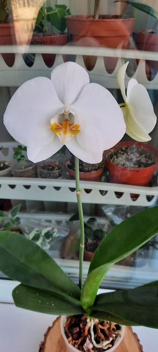 Эта цветущая орхидея фаленопсис крупные цветы 11см домашнее цветение