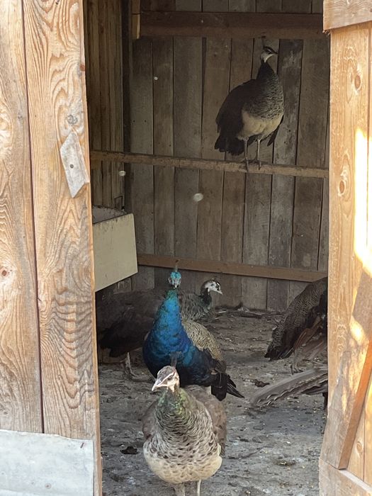 Păuni de Vânzare Rm Valcea